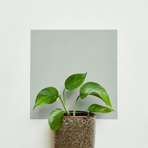 Grassy Earthborn Paint