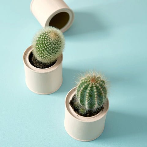 Milk Jug Earthborn Paint
